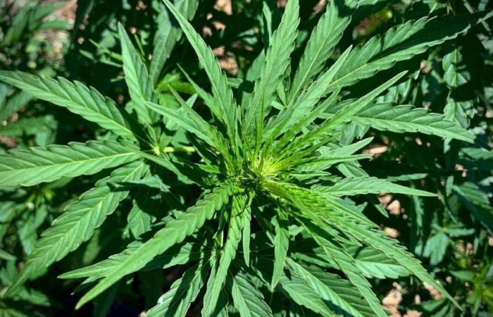 Oise: chiamato per un incendio, i vigili del fuoco scoprono una piantagione di cannabis