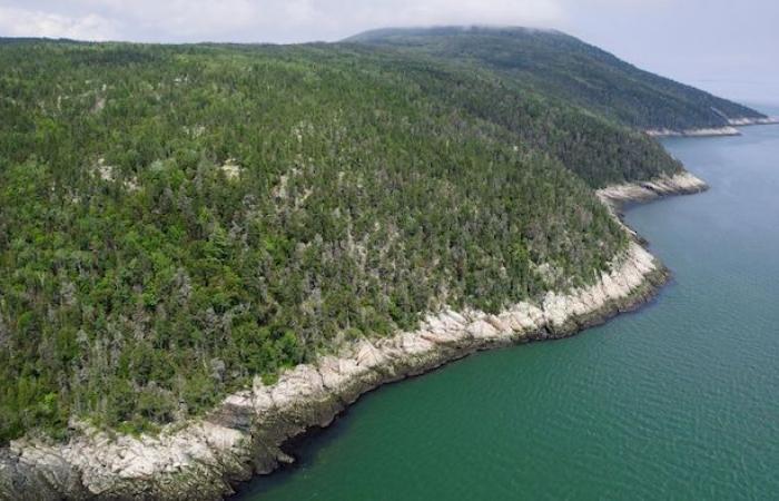 Una foresta “dagli alberi contorti” ora protetta a La Malbaie