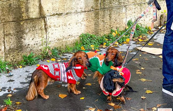 Paris Sausage Walk 2024: la passeggiata dei bassotti torna nella capitale questo fine settimana!