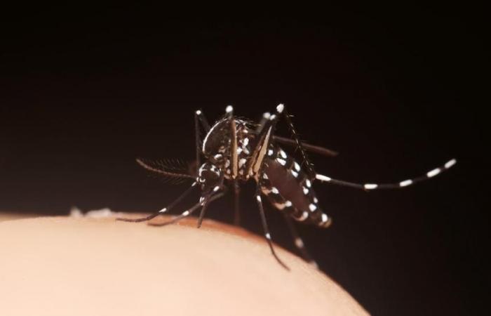 di fronte al DENV3, un sierotipo del virus della dengue, la Guadalupa entra in una fase epidemica