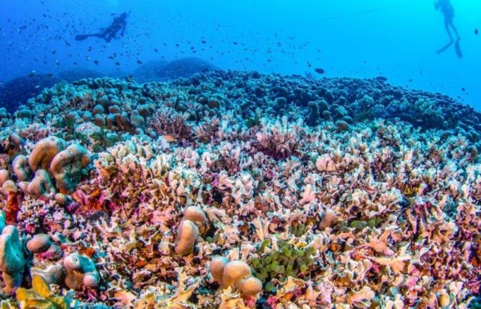 il più grande corallo del mondo scoperto nelle Isole Salomone