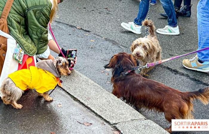 Paris Sausage Walk 2024: la passeggiata dei bassotti torna nella capitale questo fine settimana!