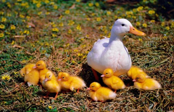 Rilevazione di un secondo focolaio in un allevamento di anatre delle Landes