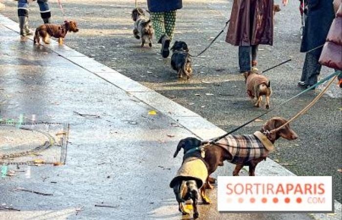 Paris Sausage Walk 2024: la passeggiata dei bassotti torna nella capitale questo fine settimana!