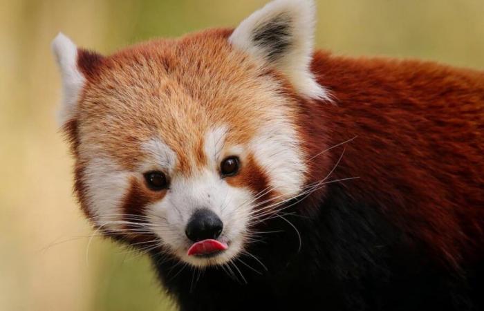 Il cucciolo di panda rosso muore allo zoo per lo stress a causa dei fuochi d'artificio