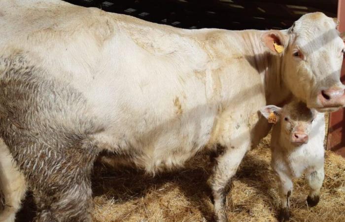 Creuse: 160 bovini partecipano questo fine settimana al concorso interdipartimentale Boussac Charolais