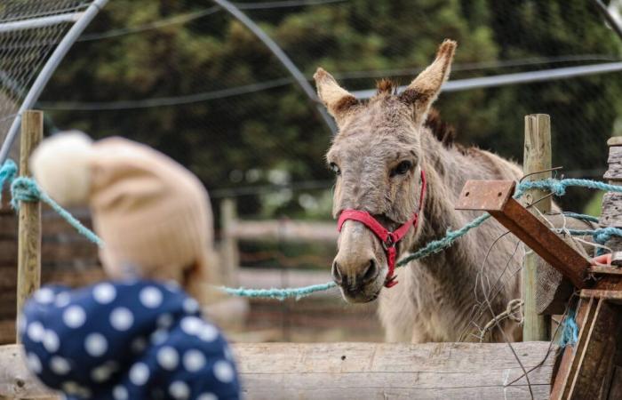 Una settantenne e i suoi due figli condannati per maltrattamenti sugli animali