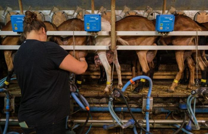 Crisi agricola nella Loira Atlantica: “Molti mi dicono che non stanno andando bene, che si faranno un pasticcio”