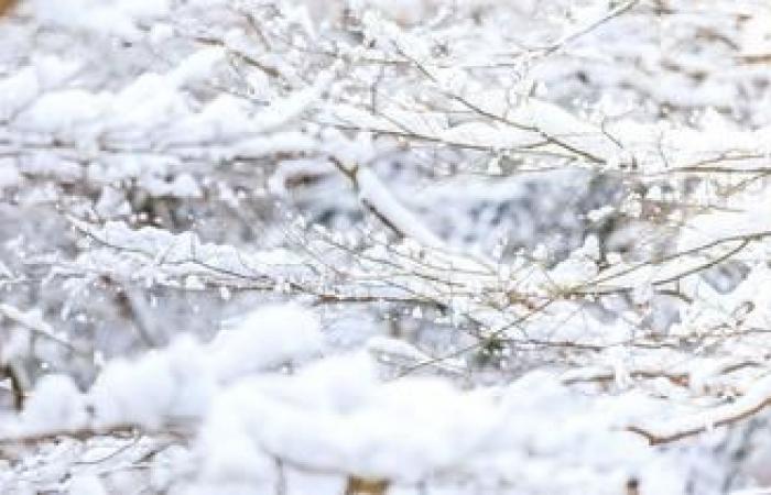 perché la prossima settimana, secondo le previsioni, i fiocchi di neve potrebbero cadere fino in pianura