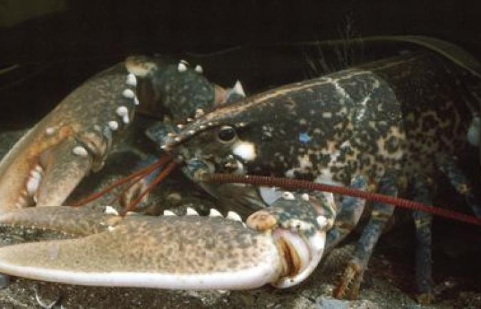 Una rarissima aragosta dorata, catturata quest'estate da una famiglia sull'isola di Ouessant nel Finistère, sarà studiata negli Stati Uniti