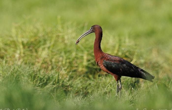 un festival ornitologico all'Etang du Gol per sensibilizzare sulla protezione degli uccelli endemici dell'isola della Riunione