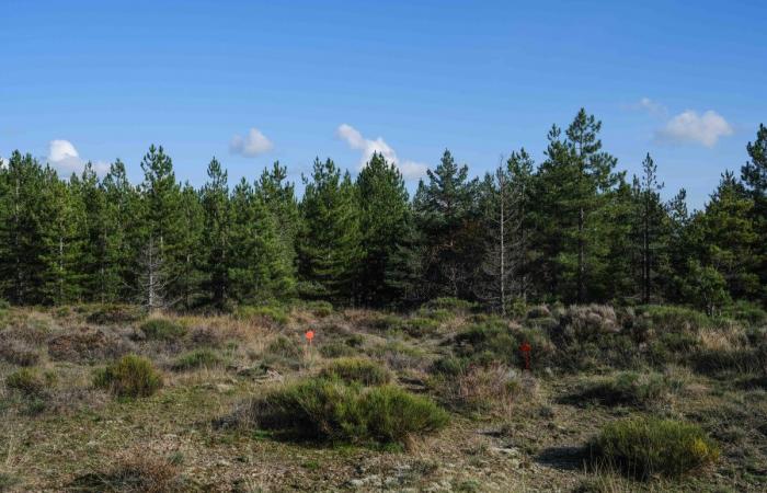 Nelle Cévennes, 122 ettari di pannelli solari saranno installati in un'area protetta