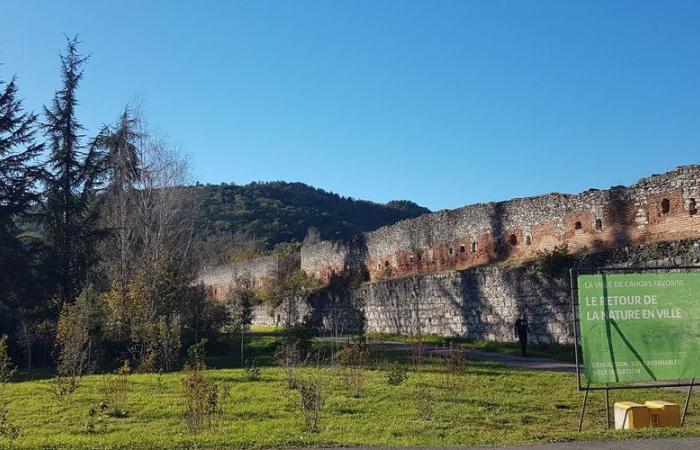 Una foresta urbana cresce sulle rive del Lot, a Cahors