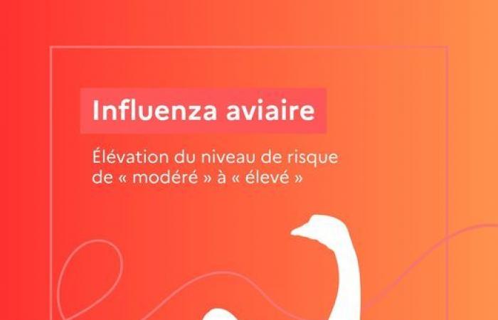 Aumento del livello di rischio influenza aviaria da “moderato” a “alto” dal 9 novembre 2024 su tutto il territorio nazionale