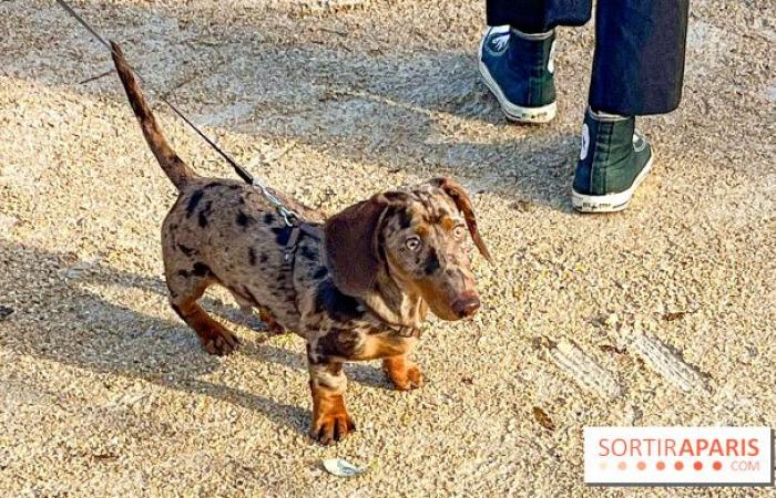 Paris Sausage Walk 2024: la passeggiata dei bassotti ritorna nella capitale questa domenica!