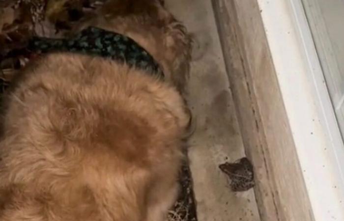 Nel cuore della tempesta, un Golden Retriever pieno di gentilezza preferisce proteggere la sua amica rana piuttosto che tornare a casa (video)