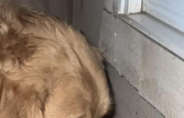 Nel cuore della tempesta, un Golden Retriever pieno di gentilezza preferisce proteggere la sua amica rana piuttosto che tornare a casa (video)