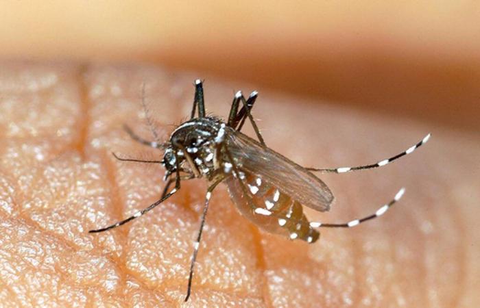 quasi il 20% dei casi di dengue sono attribuibili al cambiamento climatico