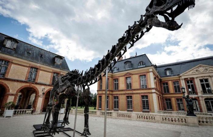 Aste eccezionali: uno scheletro di dinosauro raggiunge un prezzo record in Francia (foto)