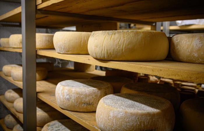 Il miglior formaggio del mondo 2024 è portoghese, davanti a quasi 4.800 concorrenti