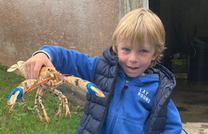 Negli Stati Uniti si studierà un’aragosta dorata adottata da una famiglia dell’isola di Ouessant