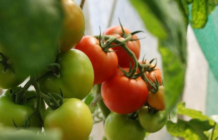 perché il progetto della fabbrica di pomodori più grande d’Europa è controverso?