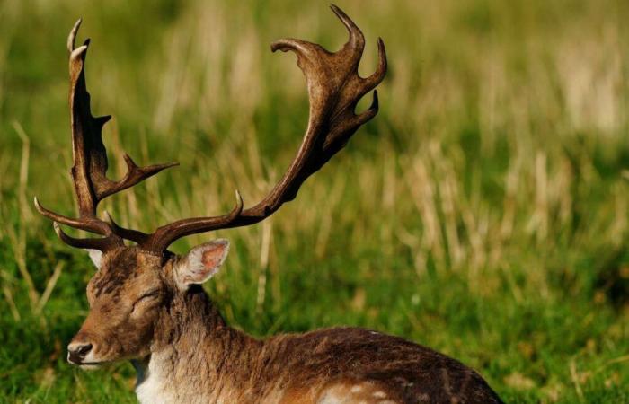 Le associazioni stanno cercando di salvare un cervo nero apparso in una fattoria