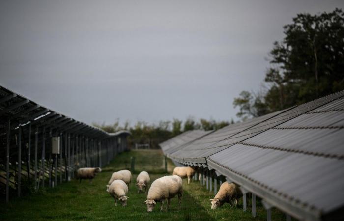 Nelle Cévennes, 122 ettari di pannelli solari saranno installati in un'area protetta