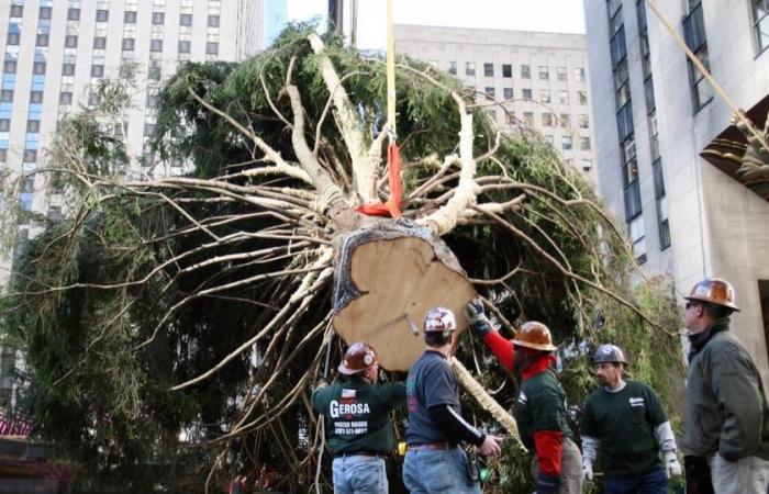 è arrivato il famoso albero di Natale gigante del Rockefeller Center di New York