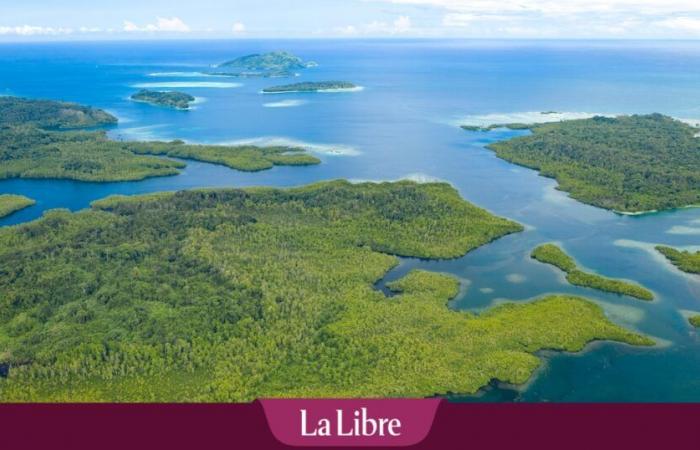 Il corallo più grande del mondo scoperto nelle Isole Salomone nel Pacifico: “È pieno di vita e colori” (FOTO)