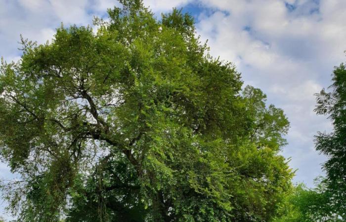 “Rappresentiamo l'Île-de-France”, questa cittadina della Senna e Marna candidata all'albero dell'anno