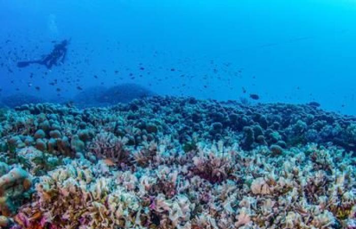 Scoperto il corallo più grande del mondo: così grande da essere visibile dallo spazio