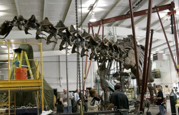 Scheletro di dinosauro gigante venduto in Francia per 4,7 milioni di euro