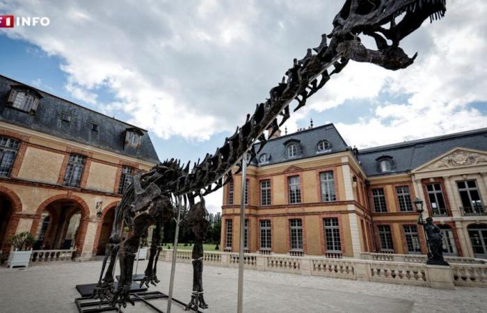 Venduto per quasi 5 milioni di euro: che ne sarà di Vulcain, il più grande scheletro di dinosauro mai venduto?