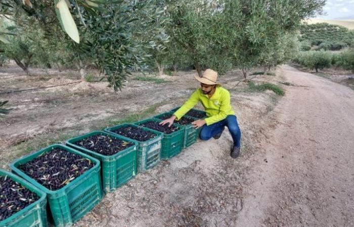 Coltivazione dell’olivo. Valutazione della campagna e del programma di Al Moutmir