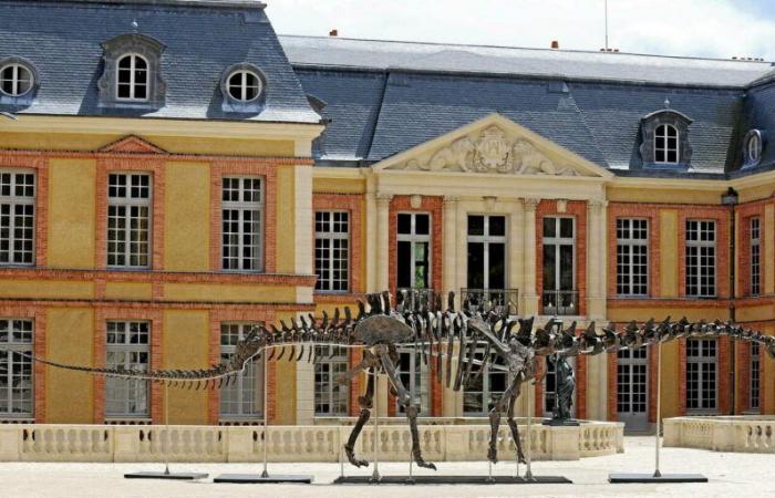 Il più grande scheletro di dinosauro messo all'asta in Francia è stato venduto per 6 milioni di euro