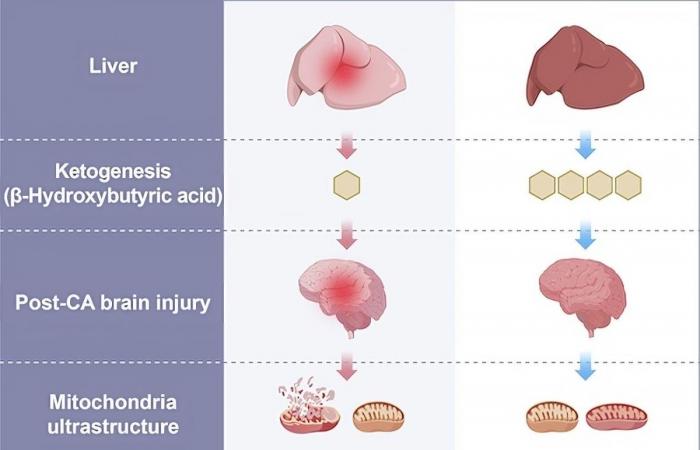 I ricercatori riescono a rianimare il cervello dei maiali 1 ora dopo la loro morte grazie… al loro fegato ????