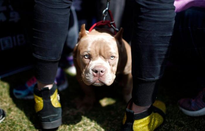 Uomo gravemente ferito in Dordogna dopo essere stato aggredito da due cani