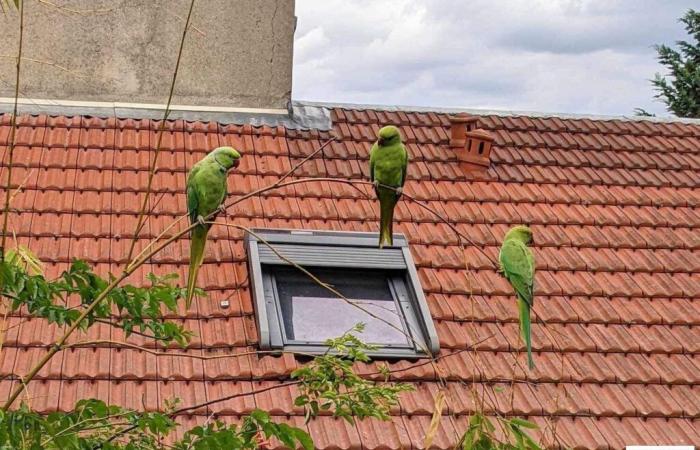 Da dove vengono i parrocchetti verdi che vediamo a Parigi e nell'Île-de-France?