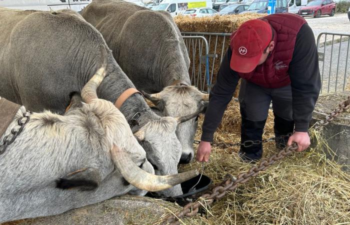 FATTO DEL GIORNO In immagini, uno spettacolo del 31 Miam che fa ballare le papille gustative