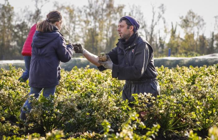 nella Charente-Maritime, il successo dei progetti partecipativi nelle aziende agricole