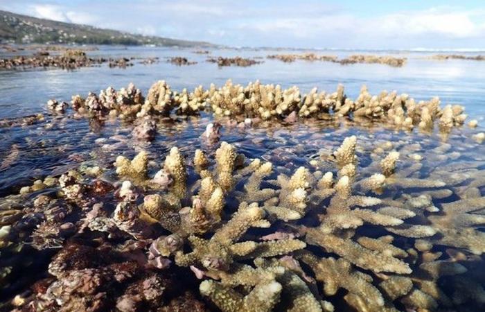 Sensibilizzare sulla preservazione delle barriere coralline dell'isola della Riunione prima che scompaiano