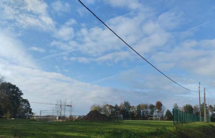 Cinghiali arano un campo di calcio a Côtes-d'Armor: installata una recinzione elettrica