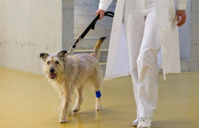 Ospedale veterinario di Zurigo: la rivista lancia accuse