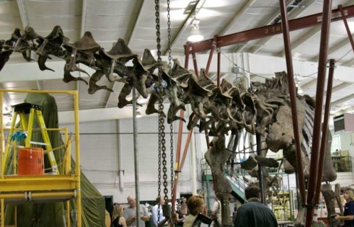 Uno scheletro di dinosauro gigante venduto per 4,7 milioni di euro