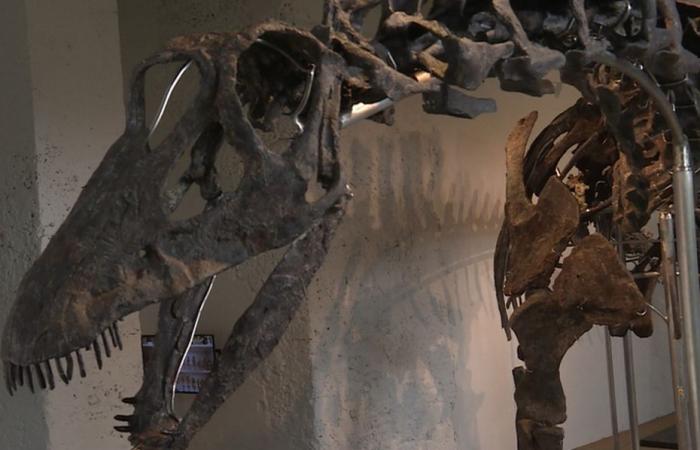 Uno scheletro di dinosauro venduto all'asta per 6 milioni di euro