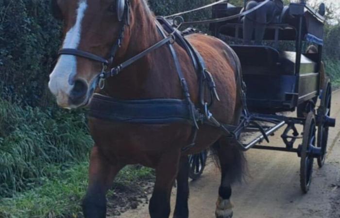 “Riconnettersi con la tradizione”: a La Manche, Marie offre un carro funebre trainato da cavalli per i funerali