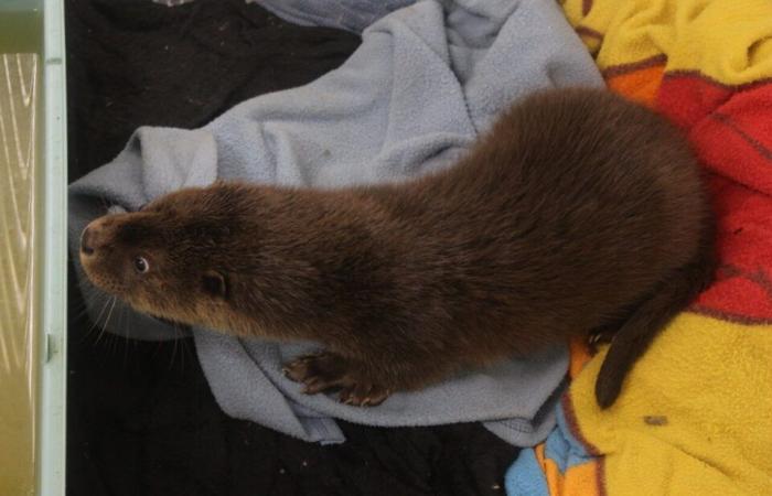 In questo centro per animali del Lot-et-Garonne, i custodi effettuano un salvataggio insolito