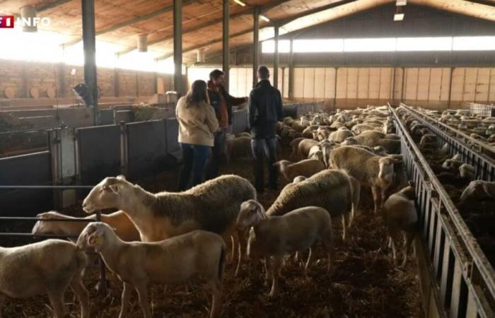 “Non moriremo senza dire nulla”: nel Tarn-et-Garonne, questi agricoltori sono pronti a rimobilitarsi