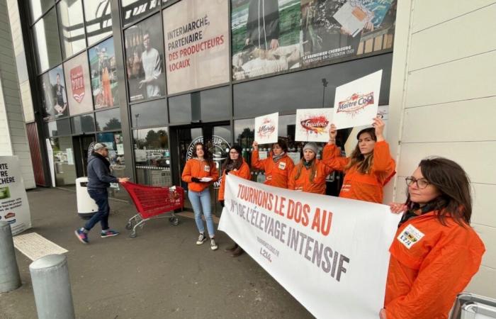 A Cherbourg, allevamento intensivo nel mirino degli attivisti L214